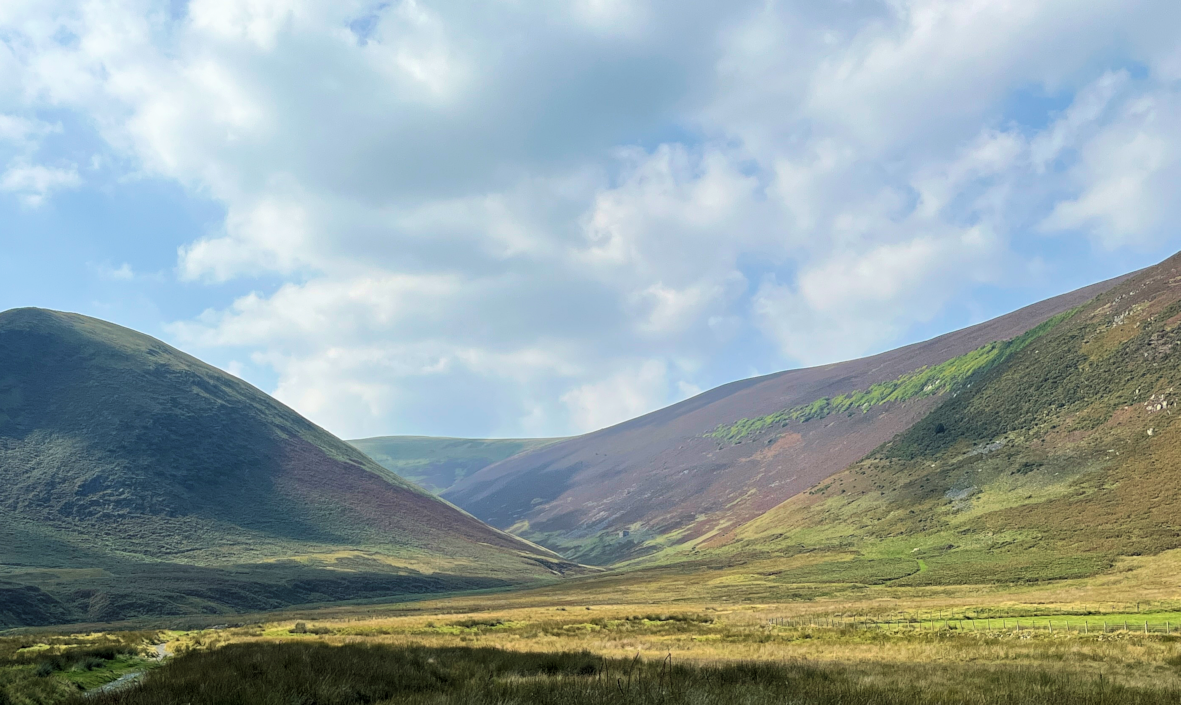 Young Wood from Mungrisdale